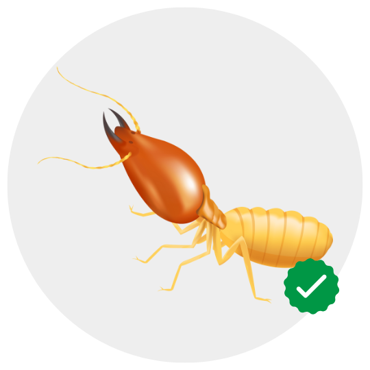 Termite control