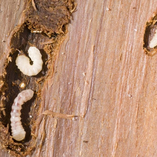 Wood Borer control treatment